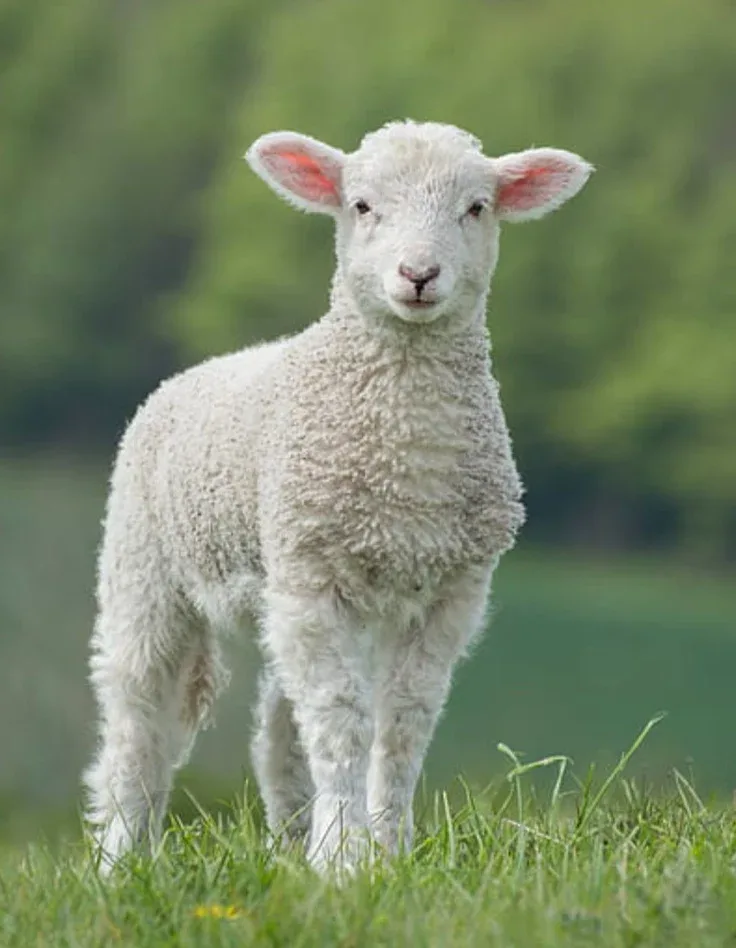 Satılık Merinos Koyun - Merinos