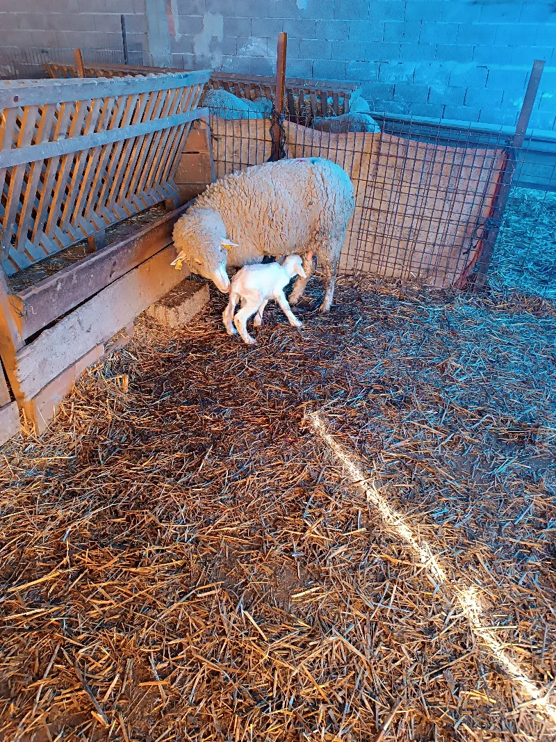 Kurbanlık koç - Merinos