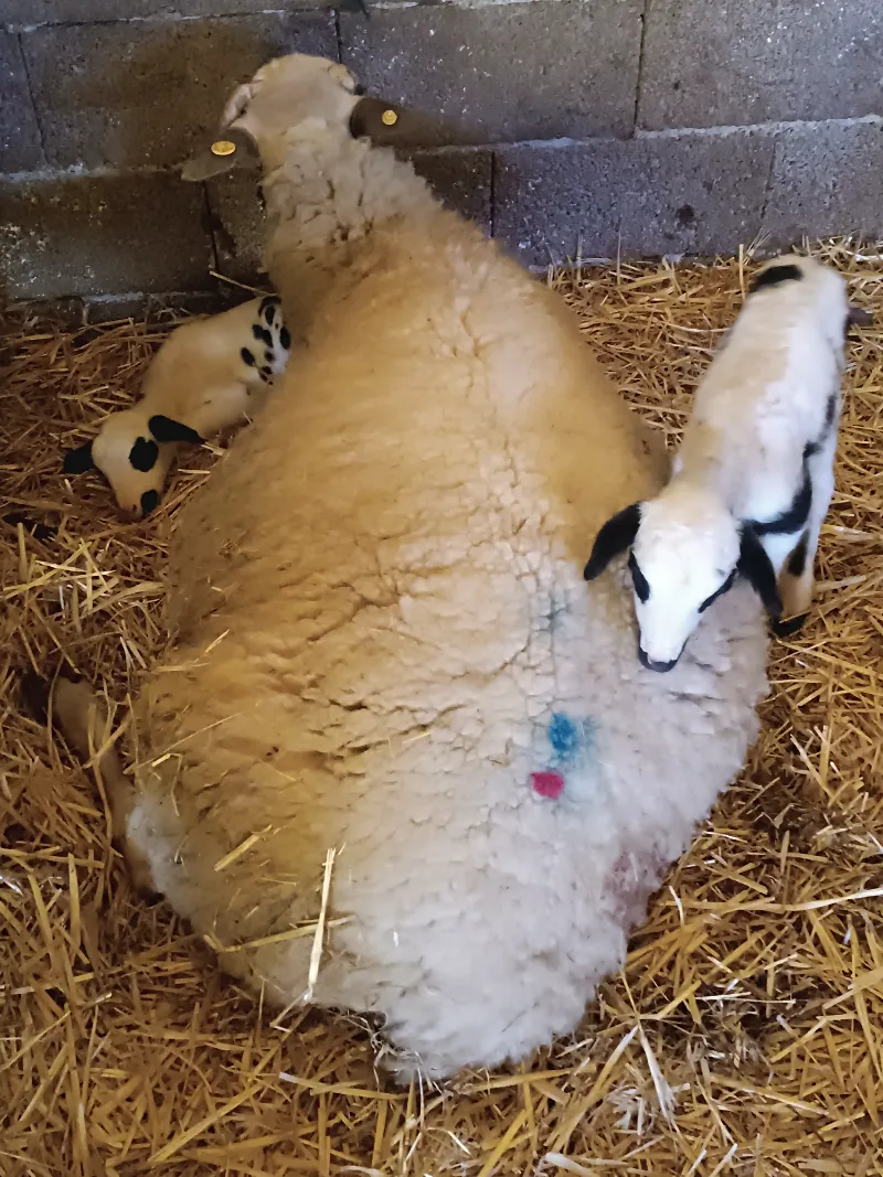 Kurbanlık koç - Merinos