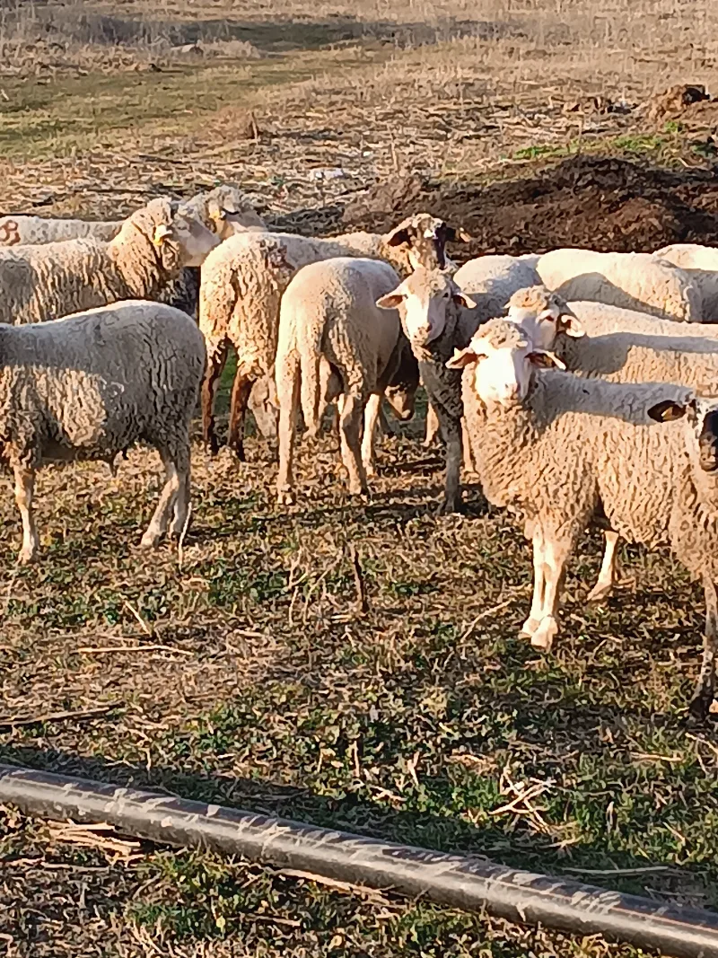Kurbanlık koç - Merinos