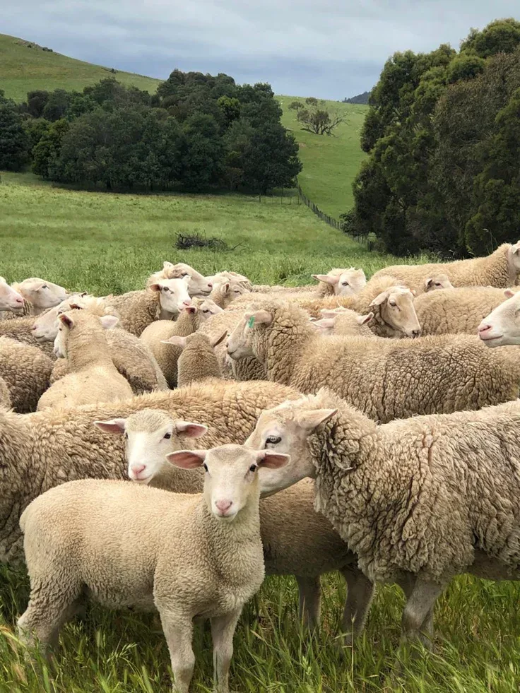 Satılık Merinos Koyun - Merinos