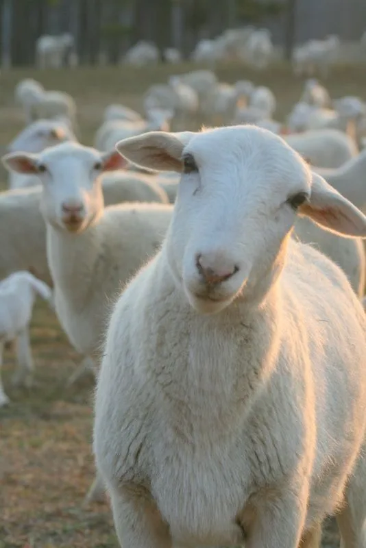 Satılık Merinos Koyun - Merinos