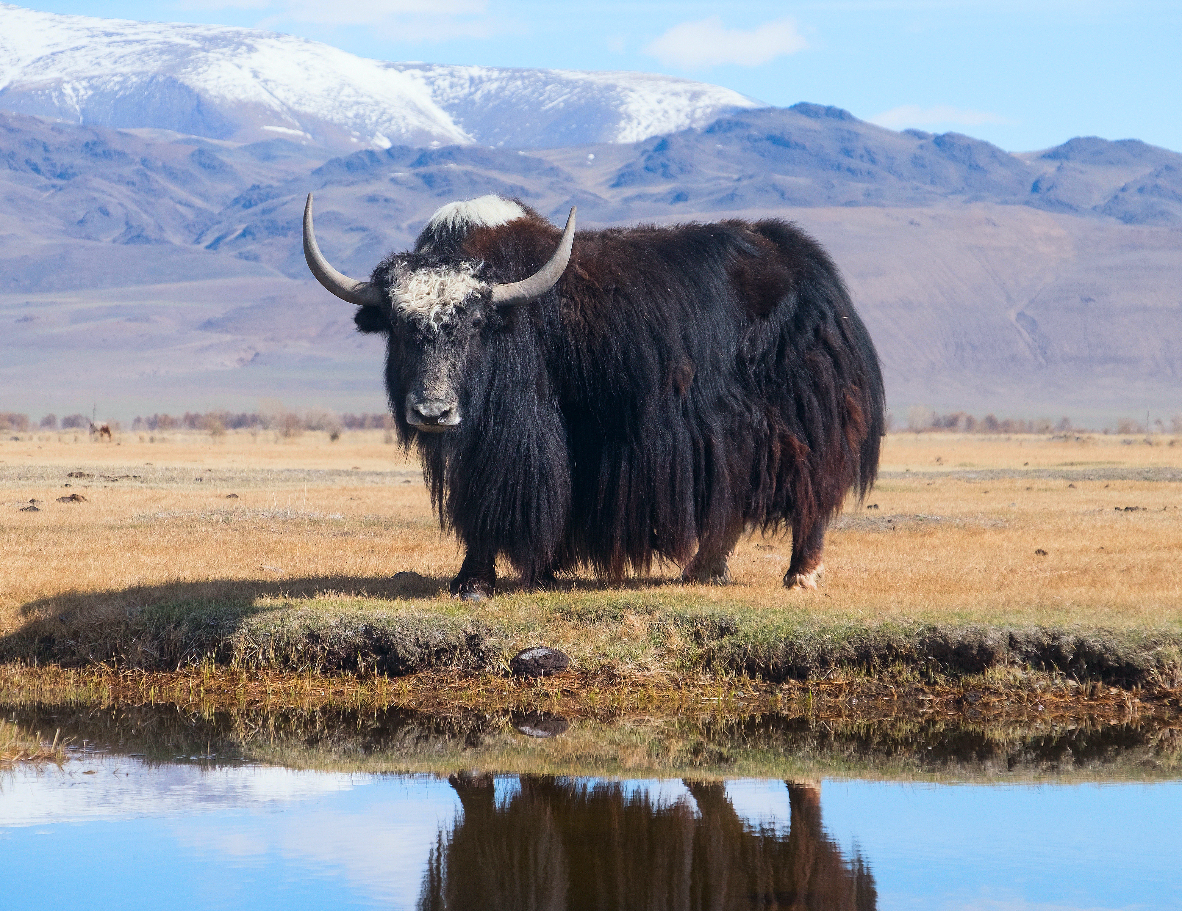 10 Baş Tibet Öküzü - Diğer